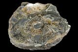 Jurassic Ammonite (Quenstedticeras) Fossil - Russia #181242-1